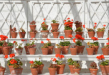 La serra da balcone 508 0 042 La serra da balcone